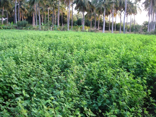 دعوة لإطلاق تراخيص زراعية ضمن تحول اقتصادي في العراق