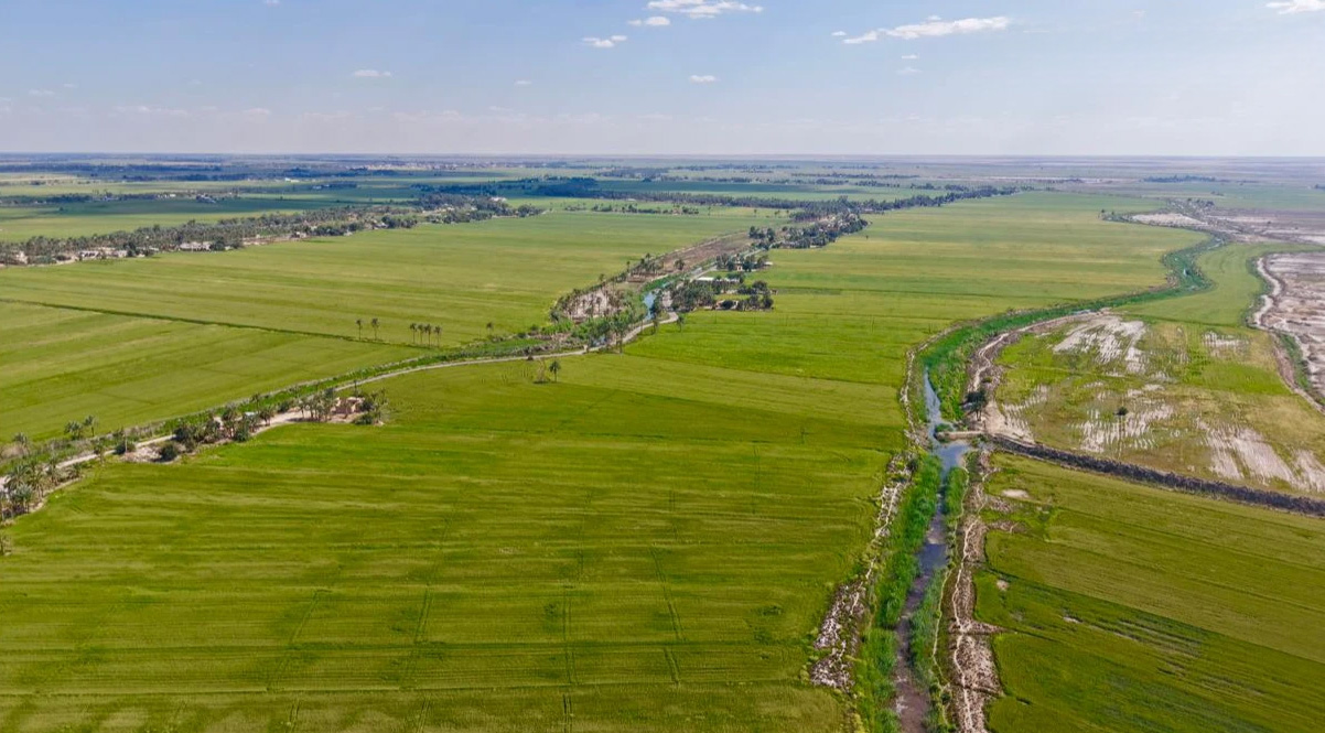 تفاؤل بموسم القمح في المشخاب مع تحسن النمو وزيادة الإنتاج المتوقع